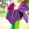 In the Breeze 5227 — Iris Windtail — Colorful 3D Purple Flower Windsock with Flowing Tails